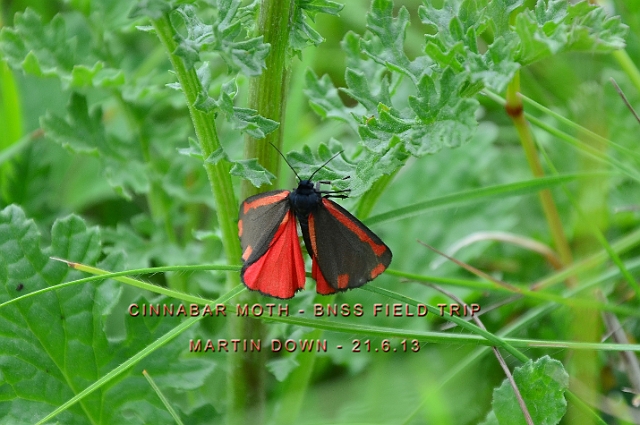 21 06 13_4018_edited-3.jpg - CINNABAR MOTH - BNSS FIELD TRIP TO MARTIN DOWN - 21.6.13